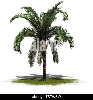 Une seule date Palm sur un espace vert - isolé sur fond blanc Banque D'Images