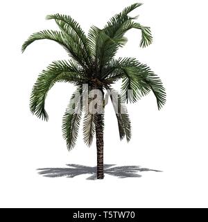 Date palm avec ombre sur le plancher - isolé sur fond blanc Banque D'Images