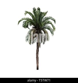 Date Palm - isolé sur fond blanc Banque D'Images