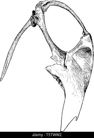 Cette image représente le Cormorant sternum et épaule vintage dessin ou gravure illustration. Illustration de Vecteur