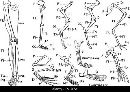 Cette illustration montre une jambe humaine et comparative des schémas indiquant les modifications de la jambe, vintage dessin ou gravure illustration. Illustration de Vecteur