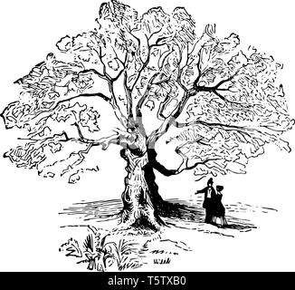 Un couple est à l'ombre de la célèbre Oak tree vintage dessin ou gravure illustration. Illustration de Vecteur