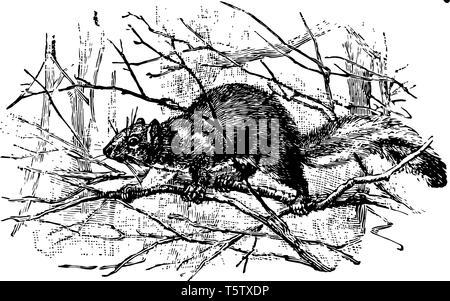 L'Écureuil gris est un arbre indigène de l'Est de l'écureuil United States vintage dessin ou gravure illustration. Illustration de Vecteur