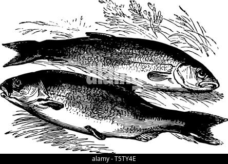 Roach et moucheté sont des poissons d'eau douce d'Europe de la famille des carpes vintage dessin ou gravure illustration. Illustration de Vecteur