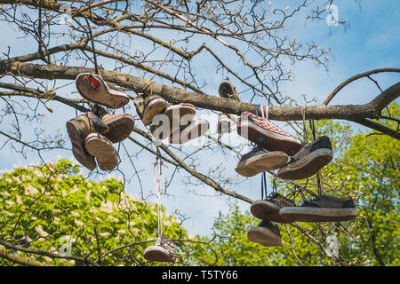 Shoes hanging in tree - sneaker vintage, les vêtements Banque D'Images
