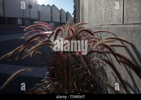 Pennisetum alopecuroides dans les rues de Vilnius Banque D'Images