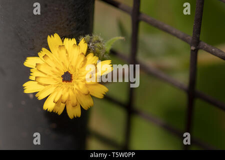 Pissenlit jaune avec un pic par une clôture en fer forgé grille en pleine floraison Banque D'Images