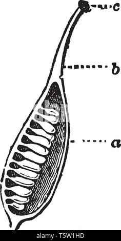 Cette photo montre un pistil. Il s'agit d'une partie intérieure de fleur. Cette partie est coupée à partir de la partie centrale. Cette image montre une partie de l'ovaire, vinta Illustration de Vecteur