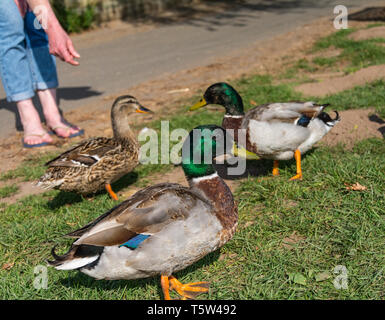 Deux hommes et une femme, mallard (Anas platyrhynchos) nourris. La Berche à Upper Arley, Worcestershire. Banque D'Images