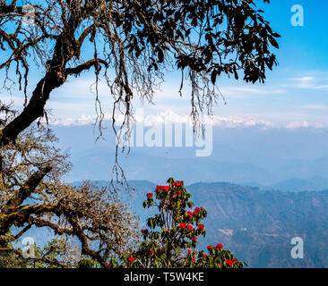 Vue éloignée sur les sommets enneigés de l'Himalaya Indien autour de Nanda Devi 'Point zéro' dans la région de Binsar Uttarakhand en Inde du Nord Banque D'Images