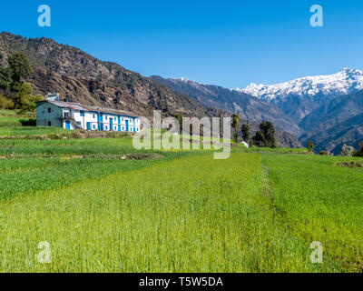 Himalayan berklay traditionnelle maison entourée de champs d'orge en terrasse dans le village de Supi dans l'Uttarakhand en Inde du nord de la vallée Saryu Banque D'Images