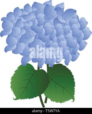 Vector illustration hortensia bleu fleur avec feuilles vertes sur fond blanc. Illustration de Vecteur