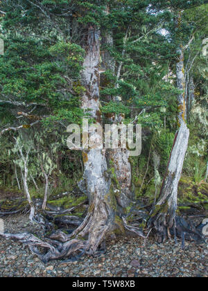 Les hêtres de montagne, par le rivage, lac Hauroko, Fiordland National Park, Southland, Nouvelle-Zélande Banque D'Images