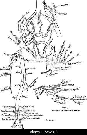 Ce diagramme représente les branches de l'aorte vintage dessin ou gravure illustration. Illustration de Vecteur