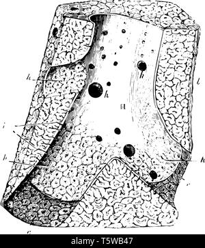 Cette illustration représente en veine hépatique le foie d'un Cochon vintage dessin ou gravure illustration. Illustration de Vecteur