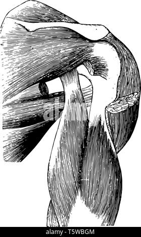 Cette illustration représente les muscles du dos et l'Épaule vintage dessin ou gravure illustration. Illustration de Vecteur