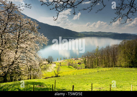 Paysage idyllique avec le lac de Zoug et les montagnes environnantes sur une journée de printemps avec des fleurs et des arbres en fleurs en Suisse centrale Banque D'Images