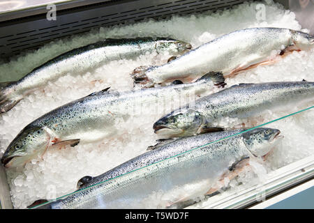 Le saumon refroidi dans la glace sur le comptoir Banque D'Images