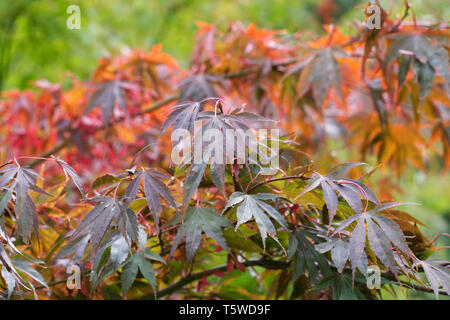 Acer palmatum 'Vandermoss Red' feuilles à l'automne. Banque D'Images