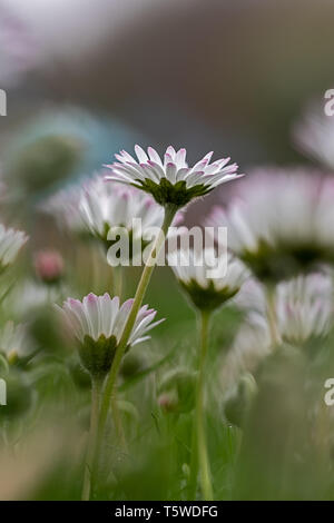 Prairie avec marguerites fleurs oies qu'une information à la Banque D'Images
