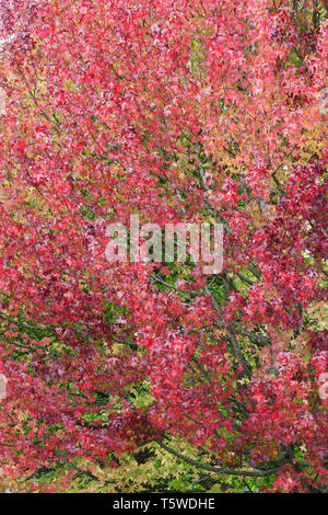 Liquidambar styraciflua 'Lane Roberts' feuilles à l'automne. Banque D'Images