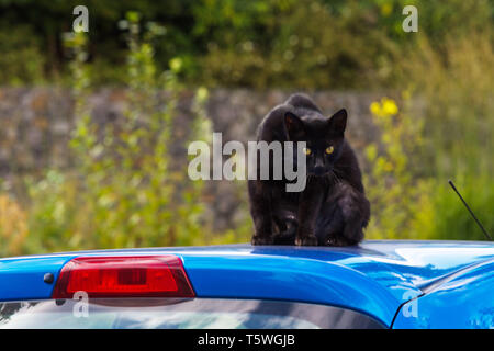 Black Cat ou gueule sur un toit de voiture bleu Banque D'Images