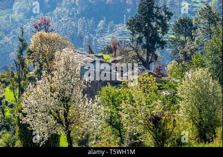 Maison dans le village de montagne de Supi haut au-dessus de la rivière Saryu au pied de l'Himalaya en Inde Uttarakhand entouré par des arbres fruitiers Banque D'Images