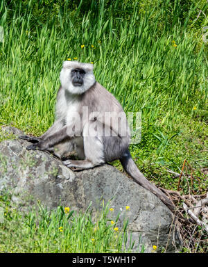 Le Népal mâle langur gris ou noir face monkey Semnopithecus schistaceus en quête de nourriture dans la vallée de Pindare de l'Himalaya Indien Banque D'Images