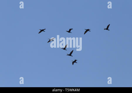 Troupeau de grands cormorans noirs volant dans un ciel bleu Banque D'Images