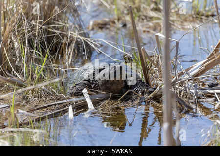 Vieille tortue chélydre serpentine (Chelydra serpentina) dans la conservation de faune dans le Wisconsin. Banque D'Images