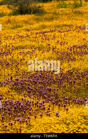 Owl de clover à goldfields, Carrizo Plain National Monument (Californie) Banque D'Images