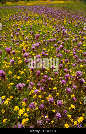 Owl de clover à goldfields, Carrizo Plain National Monument (Californie) Banque D'Images