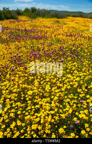 Owl de clover à goldfields, Carrizo Plain National Monument (Californie) Banque D'Images