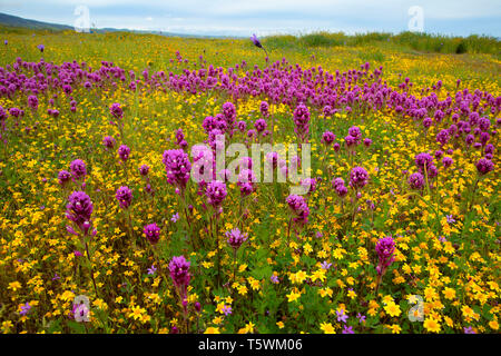 Owl de clover à goldfields, Carrizo Plain National Monument (Californie) Banque D'Images
