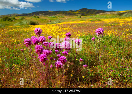 L'Owl en trèfle pied Gamme Caliente, Carrizo Plain National Monument (Californie) Banque D'Images