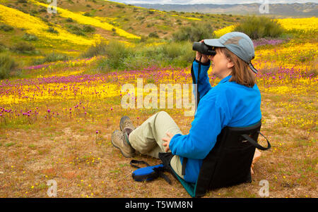 Fleurs sauvages dans la gamme Caliente foothills, Carrizo Plain National Monument (Californie) Banque D'Images