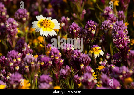 Conseils Tidy dans Owl de clover, Carrizo Plain National Monument (Californie) Banque D'Images