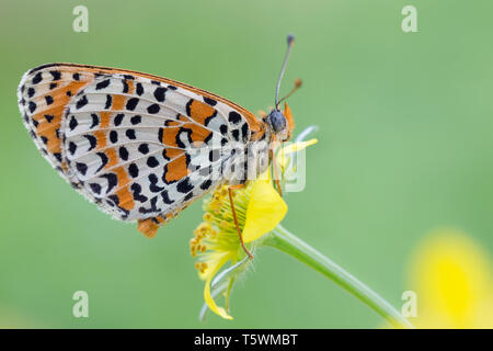 Le merveilleux spotted fritillary (Melitaea didyma) papillon Banque D'Images