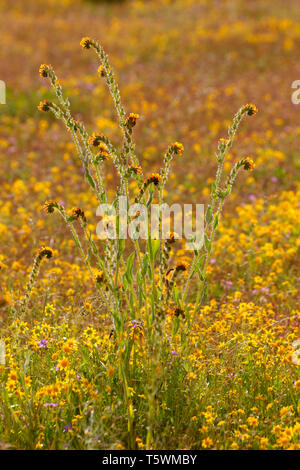 Fiddlenecks, Carrizo Plain National Monument (Californie) Banque D'Images