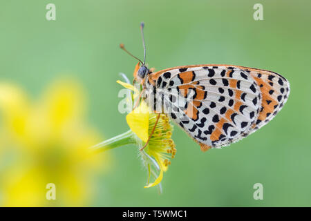 Le merveilleux spotted fritillary (Melitaea didyma) papillon Banque D'Images