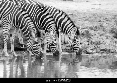 Trois zèbres boire au point d'eau Banque D'Images