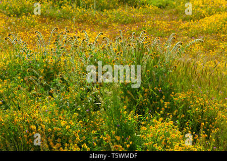 Fiddlenecks, Carrizo Plain National Monument (Californie) Banque D'Images