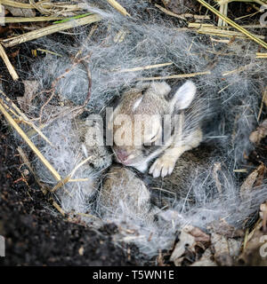 Baby bunny, lapin dans un nid, au Manitoba, Canada.