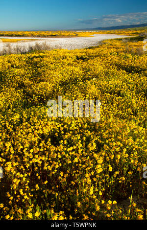 Goldfields par Soda Lake, Carrizo Plain National Monument (Californie) Banque D'Images