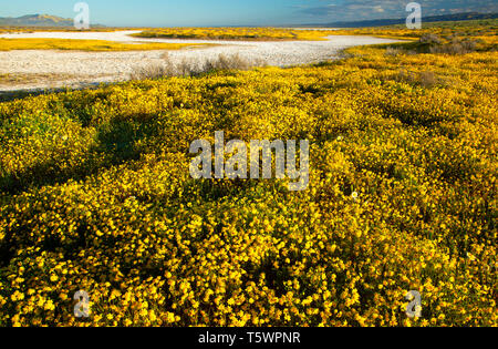 Goldfields par Soda Lake, Carrizo Plain National Monument (Californie) Banque D'Images