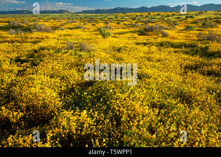 Goldfields par Soda Lake, Carrizo Plain National Monument (Californie) Banque D'Images