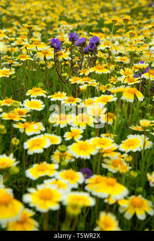 Dans Tidytips Phacelia, Carrizo Plain National Monument (Californie) Banque D'Images