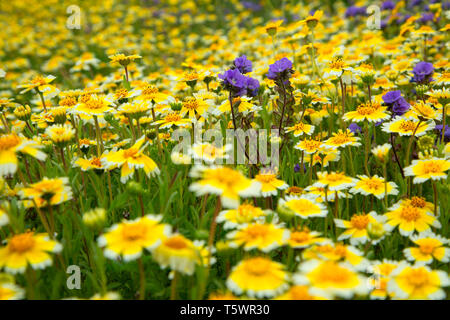 Dans Tidytips Phacelia, Carrizo Plain National Monument (Californie) Banque D'Images