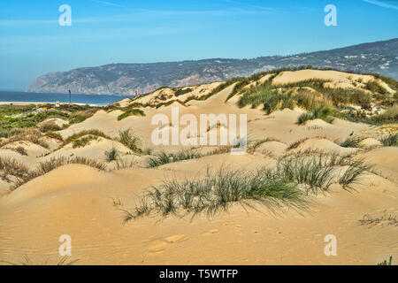 Voir des dunes de sable sur la côte atlantique près de la plage de Guincho. Paysage de la journée ensoleillée, ciel bleu . Cascais. Portugal Banque D'Images