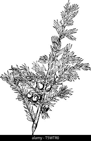 Les jeunes feuilles d'un genévrier aciculaires sont. Les feuilles sont en forme d'alêne, étendre, et disposées par paires ou en verticilles de trois, la ligne vintage dr Illustration de Vecteur